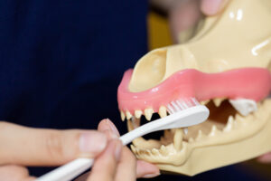 北海道動物顎口腔外科センター